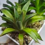 Haworthia Seedling MS257 Yuki Keshiki x Cuspidata - 4