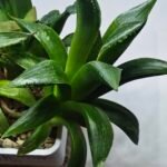 Haworthia Seedling MS259 Yuki Keshiki x Cuspidata - 1