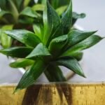 Haworthia Seedling MS259 Yuki Keshiki x Cuspidata - 2