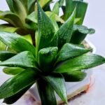 Haworthia Seedling MS259 Yuki Keshiki x Cuspidata - 3