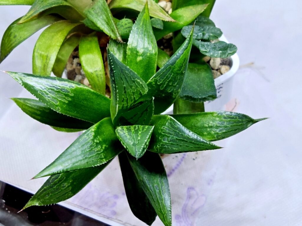 Haworthia Seedling MS259 Yuki Keshiki x Cuspidata - 4