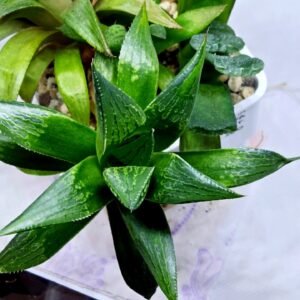 Haworthia Seedling MS259 Yuki Keshiki x Cuspidata - 4