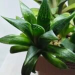 Haworthia Seedling MS259 Yuki Keshiki x Cuspidata - 5