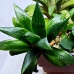 Haworthia Seedling MS259 Yuki Keshiki x Cuspidata - 6