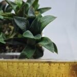 Haworthia Seedling MS255 Black Major x Picta Maughanii - 1