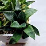 Haworthia Seedling MS255 Black Major x Picta Maughanii - 2