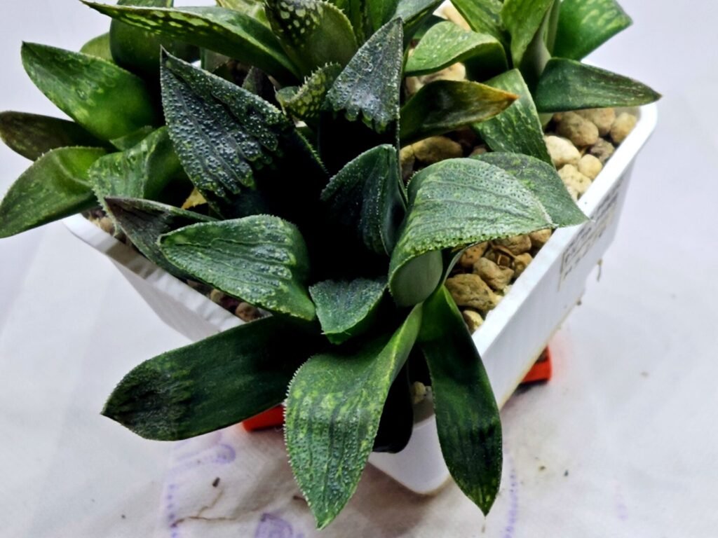 Haworthia Seedling MS255 Black Major x Picta Maughanii - 3
