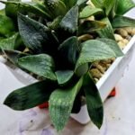 Haworthia Seedling MS255 Black Major x Picta Maughanii - 3