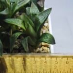 Haworthia Seedling MS256 Black Major x Picta Maughanii - 1