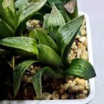 Haworthia Seedling MS256 Black Major x Picta Maughanii - 2