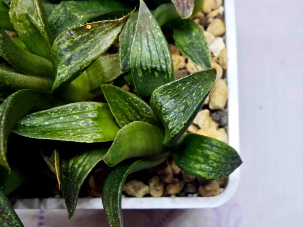 Haworthia Seedling MS256 Black Major x Picta Maughanii - 3