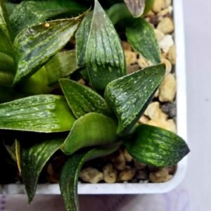 Haworthia Seedling MS256 Black Major x Picta Maughanii - 3