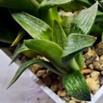 Haworthia Seedling MS256 Black Major x Picta Maughanii - 4