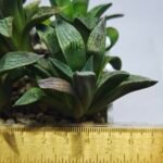Haworthia Seedling MS252 Black Major x Picta Maughanii - 1