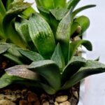 Haworthia Seedling MS252 Black Major x Picta Maughanii - 2