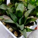 Haworthia Seedling MS252 Black Major x Picta Maughanii - 3
