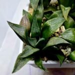 Haworthia Seedling MS252 Black Major x Picta Maughanii - 4