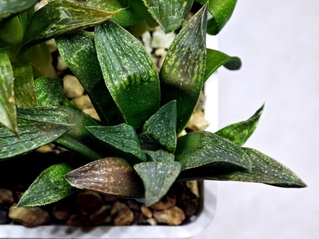 Home 4 Haworthia Seedling MS252 Black Major x Picta Maughanii - 5
