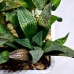 Haworthia Seedling MS252 Black Major x Picta Maughanii - 5