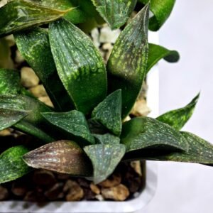 Haworthia Seedling MS252 Black Major x Picta Maughanii - 5