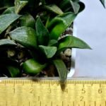 Haworthia Seedling MS253 Black Major x Picta Maughanii - 1