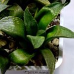 Haworthia Seedling MS253 Black Major x Picta Maughanii - 2