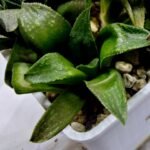 Haworthia Seedling MS253 Black Major x Picta Maughanii - 3