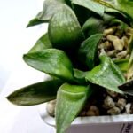 Haworthia Seedling MS253 Black Major x Picta Maughanii - 4