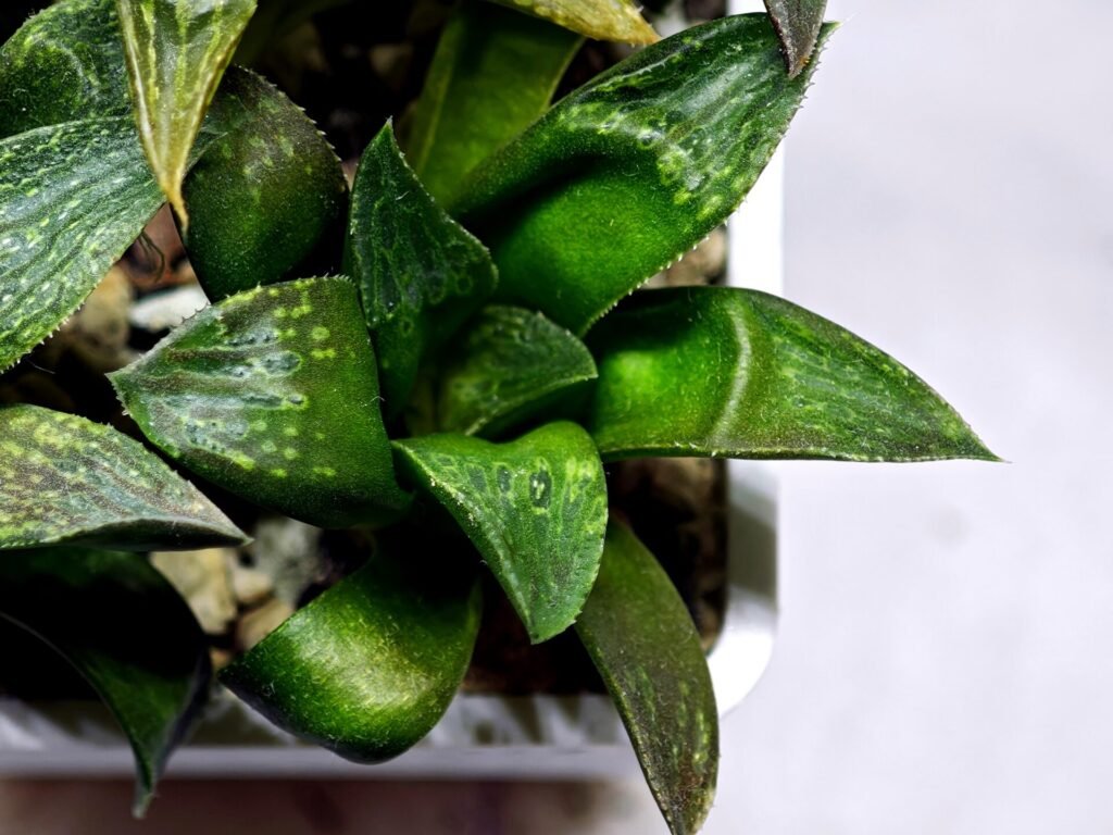 Home 6 Haworthia Seedling MS253 Black Major x Picta Maughanii - 5
