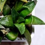 Haworthia Seedling MS253 Black Major x Picta Maughanii - 5
