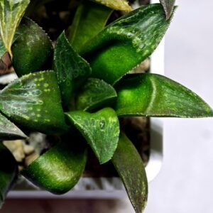 Haworthia Seedling MS253 Black Major x Picta Maughanii - 5