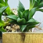 Haworthia Seedling MS250 Yuki Keshiki x Cuspidata - 1