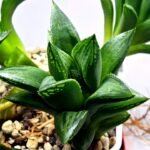 Haworthia Seedling MS250 Yuki Keshiki x Cuspidata - 2