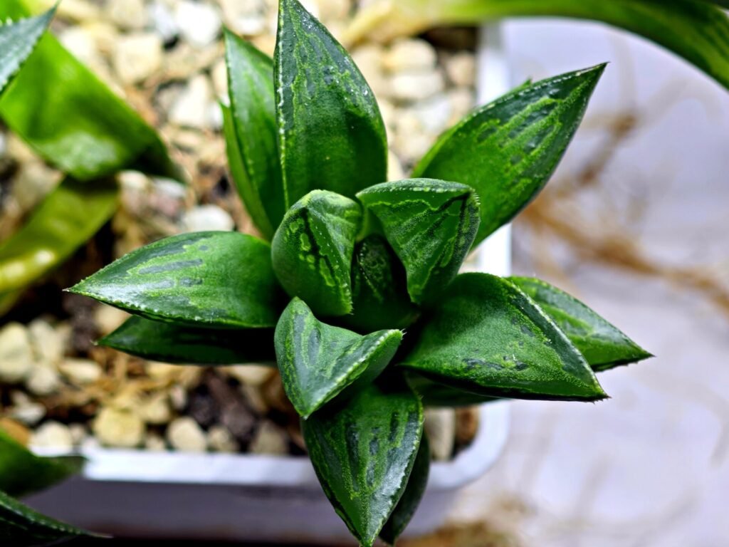 Haworthia Seedling MS250 Yuki Keshiki x Cuspidata - 3