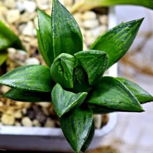 Haworthia Seedling MS250 Yuki Keshiki x Cuspidata - 3