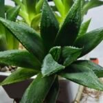 Haworthia Seedling MS251 Yuki Keshiki x Cuspidata - 1