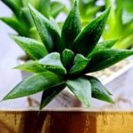Haworthia Seedling MS251 Yuki Keshiki x Cuspidata - 2