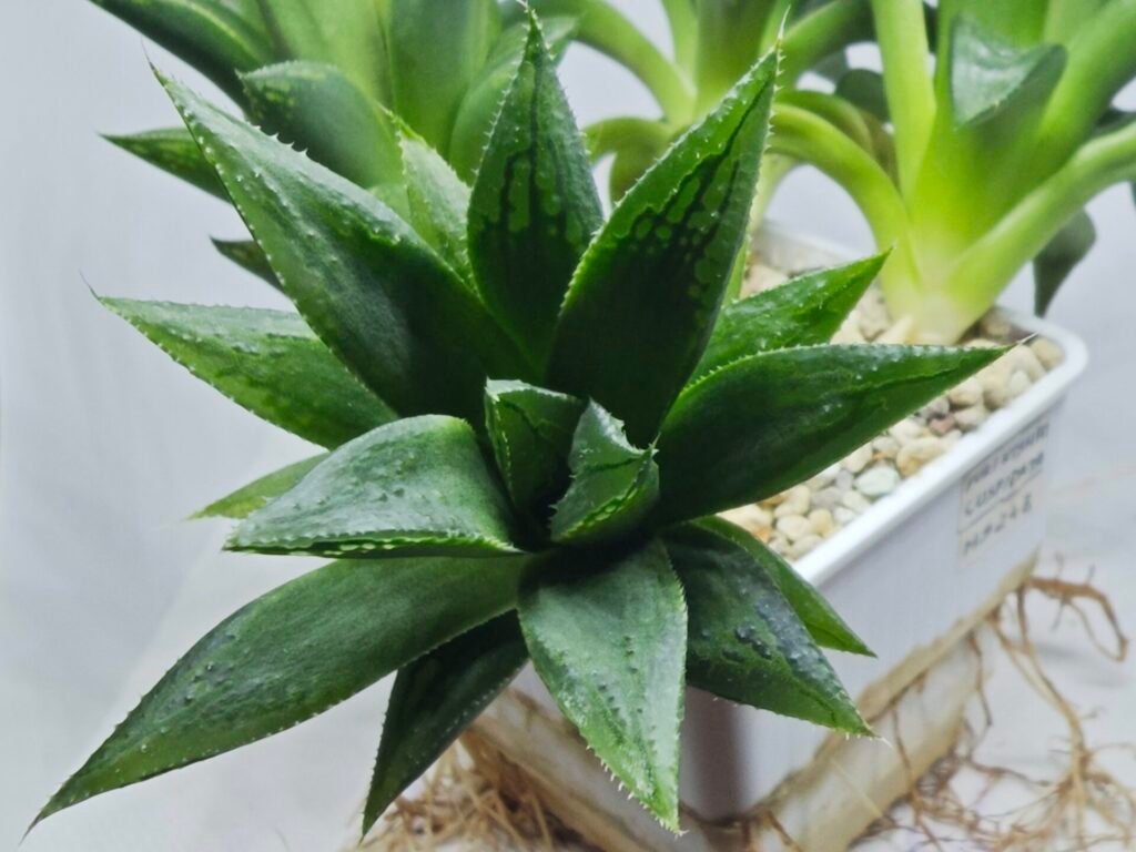 Haworthia Seedling MS251 Yuki Keshiki x Cuspidata - 3