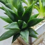 Haworthia Seedling MS251 Yuki Keshiki x Cuspidata - 3