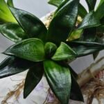 Haworthia Seedling MS248 Yuki Keshiki x Cuspidata - 2