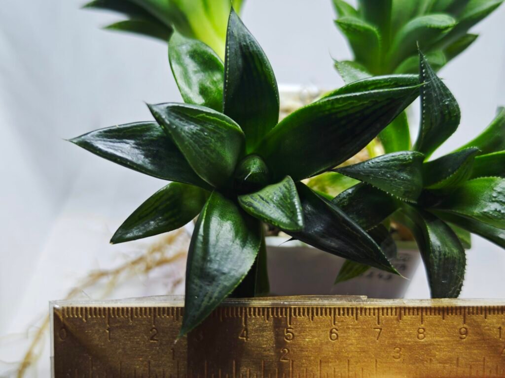 Home 5 Haworthia Seedling MS248 Yuki Keshiki x Cuspidata - 3