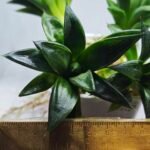 Haworthia Seedling MS248 Yuki Keshiki x Cuspidata - 3