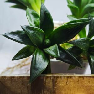 Haworthia Seedling MS248 Yuki Keshiki x Cuspidata - 3