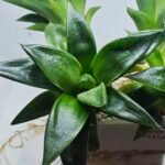 Haworthia Seedling MS248 Yuki Keshiki x Cuspidata - 1