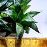 Haworthia Seedling MS247 Yuki Keshiki x Cuspidata - 1