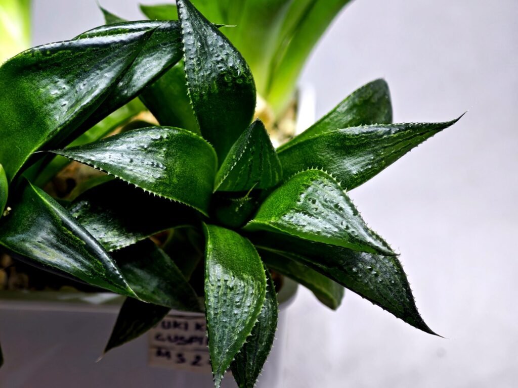 Haworthia Seedling MS247 Yuki Keshiki x Cuspidata - 2