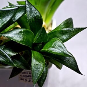 Haworthia Seedling MS247 Yuki Keshiki x Cuspidata - 2