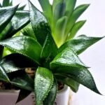 Haworthia Seedling MS247 Yuki Keshiki x Cuspidata - 3