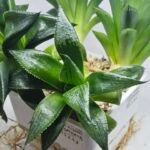 Haworthia Seedling MS247 Yuki Keshiki x Cuspidata - 4
