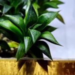 Haworthia Seedling MS244 Yuki Keshiki x Cuspidata - 1
